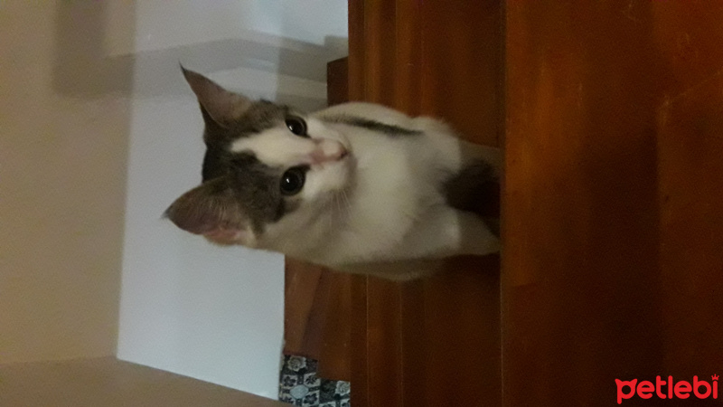Bengal, Kedi  Akira fotoğrafı