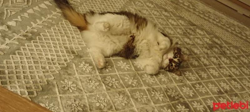 Bengal, Kedi  Akira fotoğrafı
