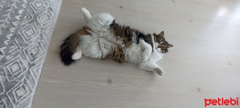 Bengal, Kedi  Akira fotoğrafı