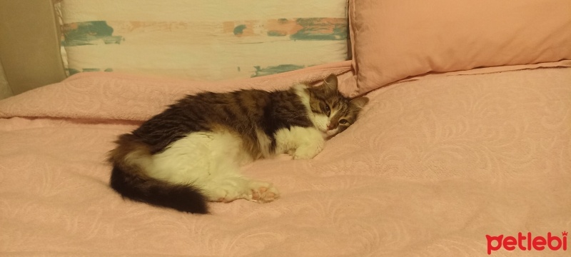 Bengal, Kedi  Akira fotoğrafı