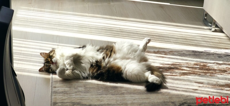 Bengal, Kedi  Akira fotoğrafı