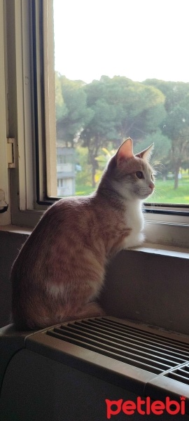 Sarman, Kedi  Balım fotoğrafı