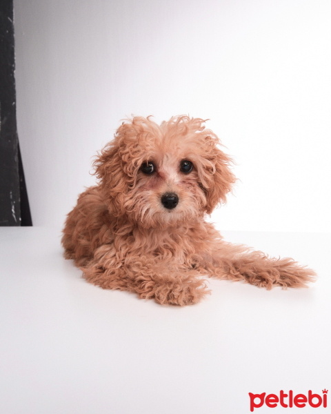 Poodle (Minyatür Kaniş), Köpek  Kuki fotoğrafı