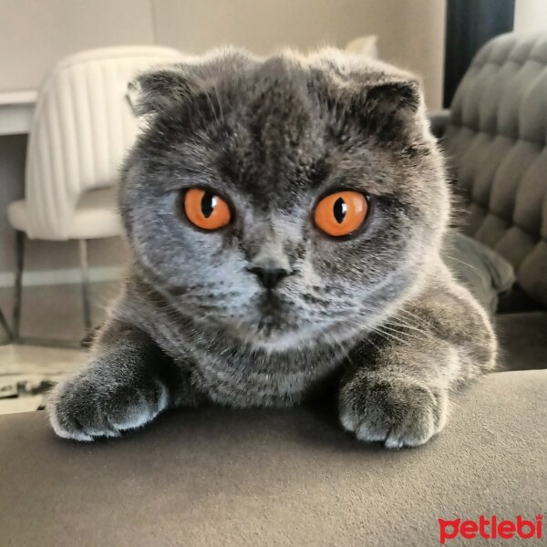 Scottish Fold, Kedi  ŞANSLI fotoğrafı