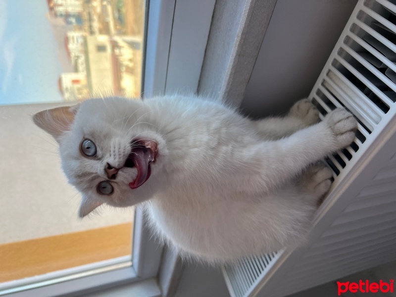 British Shorthair, Kedi  Fiko fotoğrafı