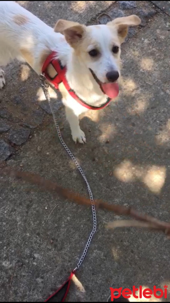 Jack Russell Terrier, Köpek  ruby fotoğrafı