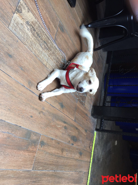 Jack Russell Terrier, Köpek  ruby fotoğrafı