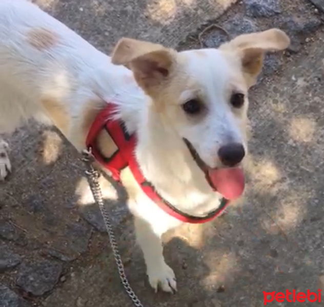 Jack Russell Terrier, Köpek  ruby fotoğrafı