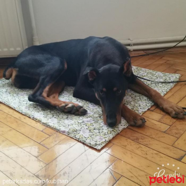 Doberman Pinscher, Köpek  gece fotoğrafı