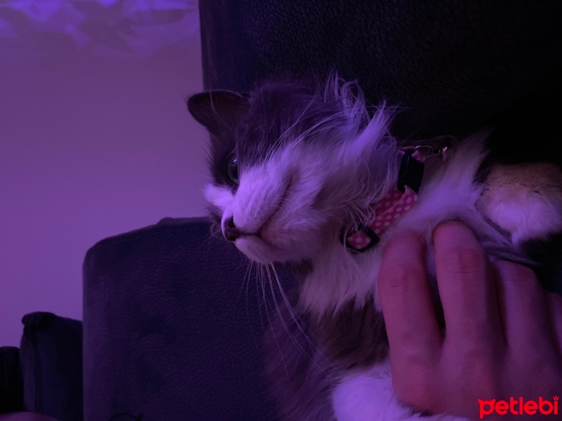 Tekir Kedi, Kedi  Mırmır fotoğrafı