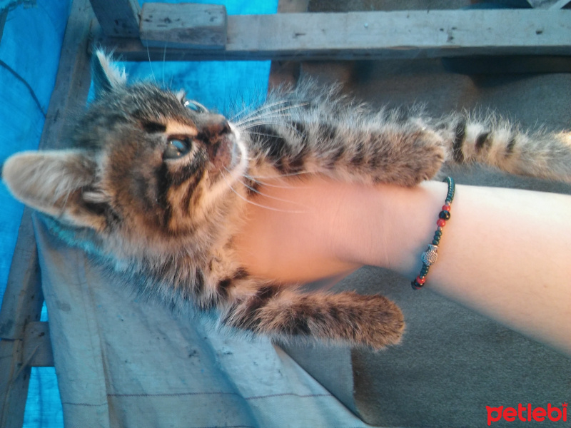 Tekir Kedi, Kedi  Pati fotoğrafı