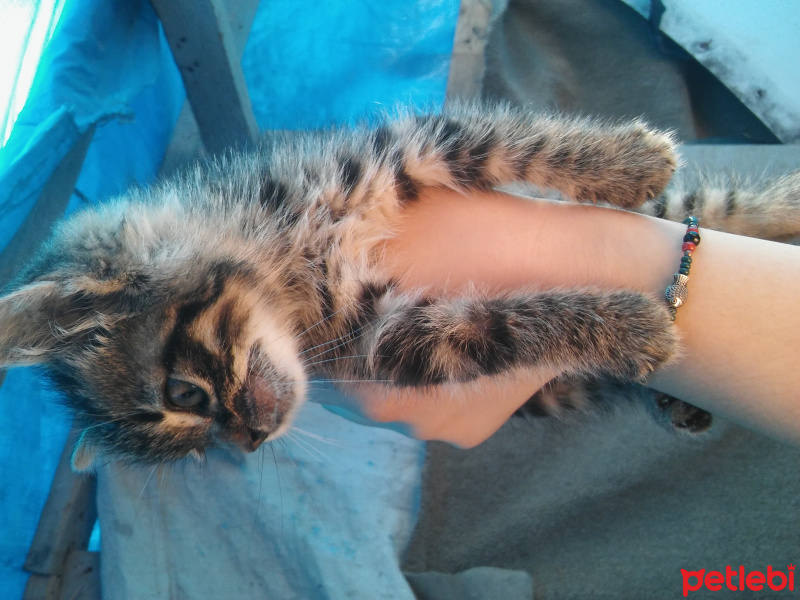 Tekir Kedi, Kedi  Pati fotoğrafı