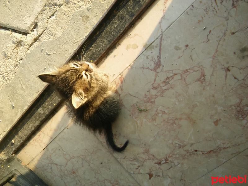 Tekir Kedi, Kedi  Pati fotoğrafı