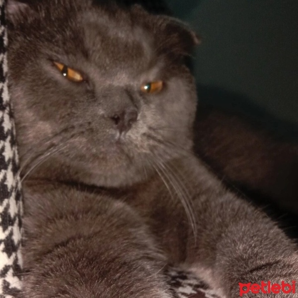 Scottish Fold, Kedi  Paşa fotoğrafı