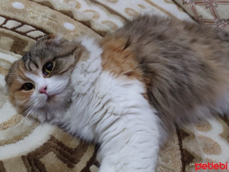 Scottish Fold, Kedi  Pamuk fotoğrafı