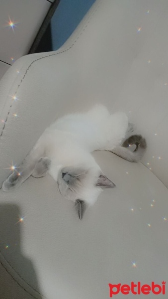 British Shorthair, Kedi  Sütlaç fotoğrafı