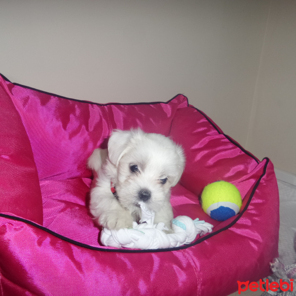 Maltese, Köpek  Pafiii fotoğrafı