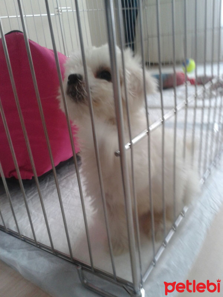 Maltese, Köpek  Pafiii fotoğrafı