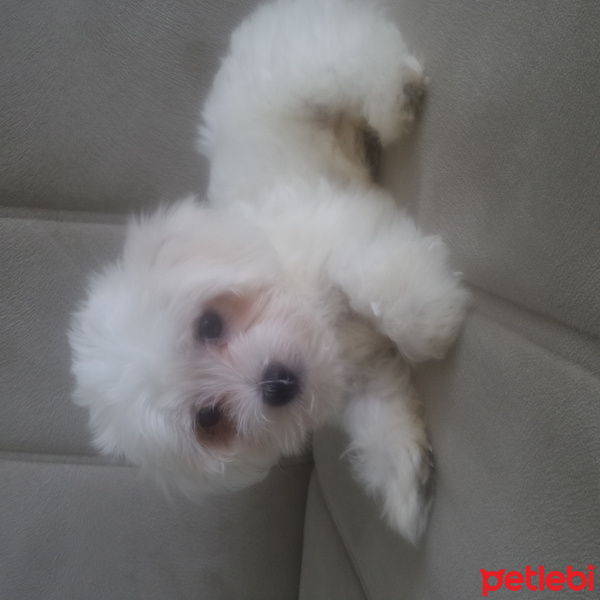 Maltese, Köpek  Pafiii fotoğrafı