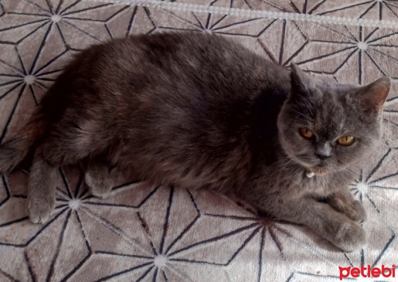 British Longhair, Kedi  fiona fotoğrafı