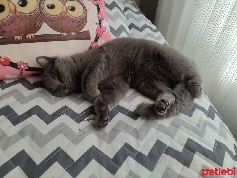 British Shorthair, Kedi  Gümüş fotoğrafı