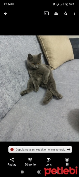 British Shorthair, Kedi  Gümüş fotoğrafı