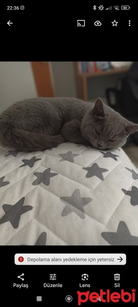 British Shorthair, Kedi  Gümüş fotoğrafı
