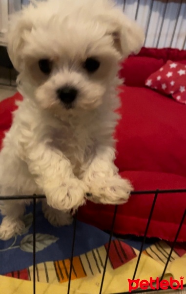 Maltese, Köpek  Alice fotoğrafı