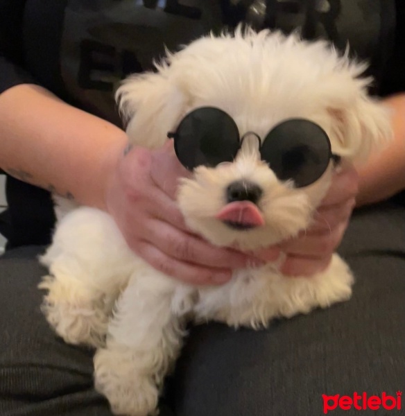 Maltese, Köpek  Alice fotoğrafı