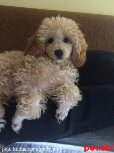 Poodle (Minyatür Kaniş), Köpek  goofy fotoğrafı