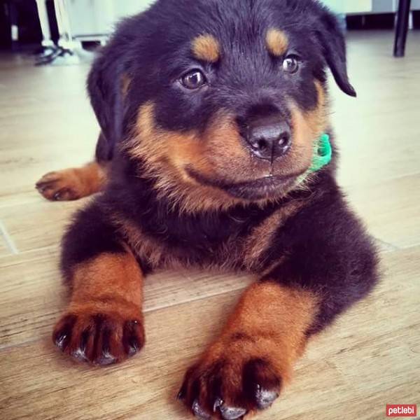 Rottweiler, Köpek  Paşa fotoğrafı