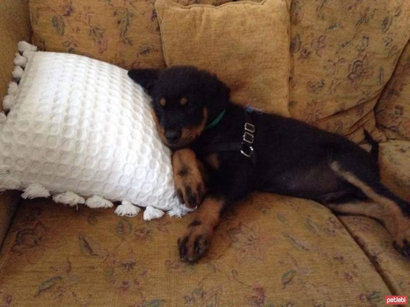 Rottweiler, Köpek  Paşa fotoğrafı