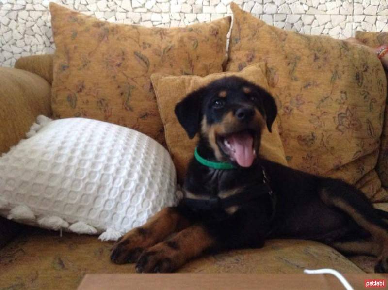 Rottweiler, Köpek  Paşa fotoğrafı