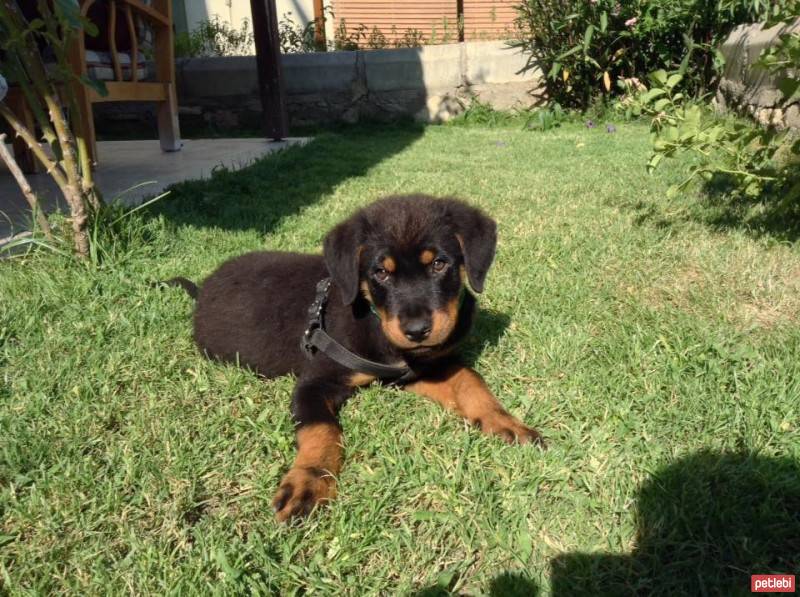 Rottweiler, Köpek  Paşa fotoğrafı