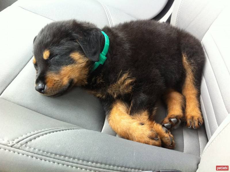 Rottweiler, Köpek  Paşa fotoğrafı