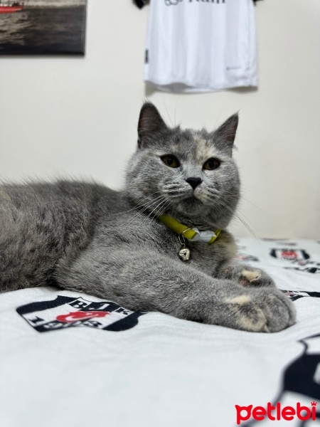 British Shorthair, Kedi  Mia fotoğrafı