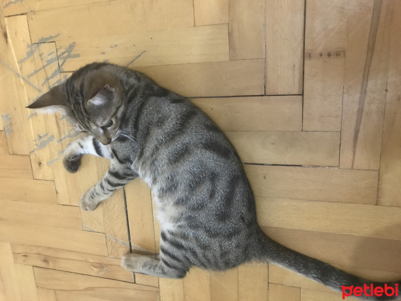 Tekir Kedi, Kedi  Çita fotoğrafı