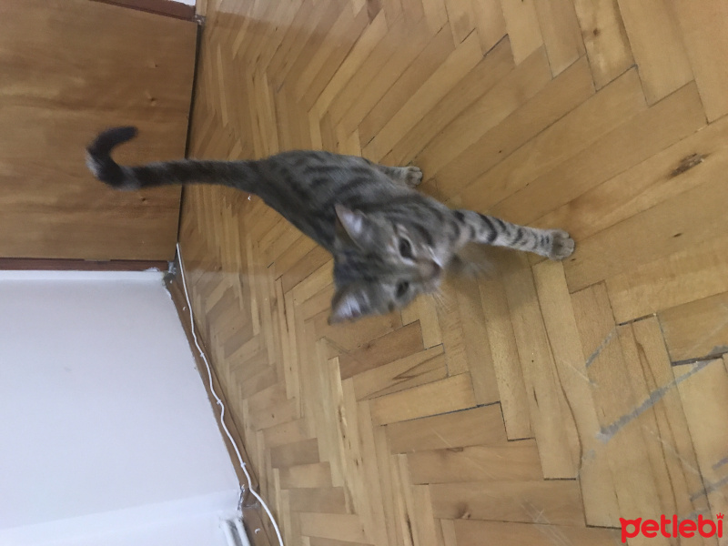 Tekir Kedi, Kedi  Çita fotoğrafı