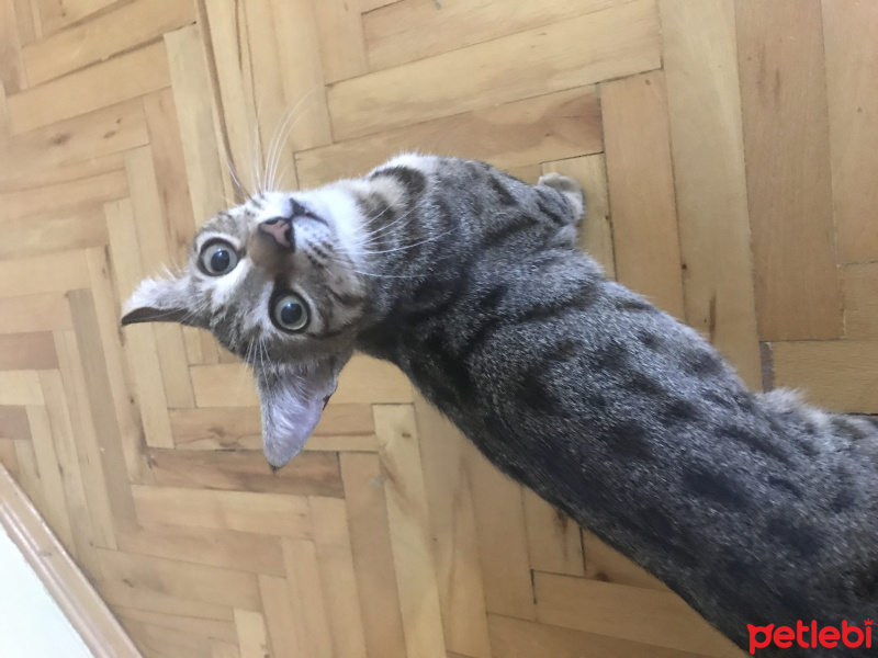 Tekir Kedi, Kedi  Çita fotoğrafı