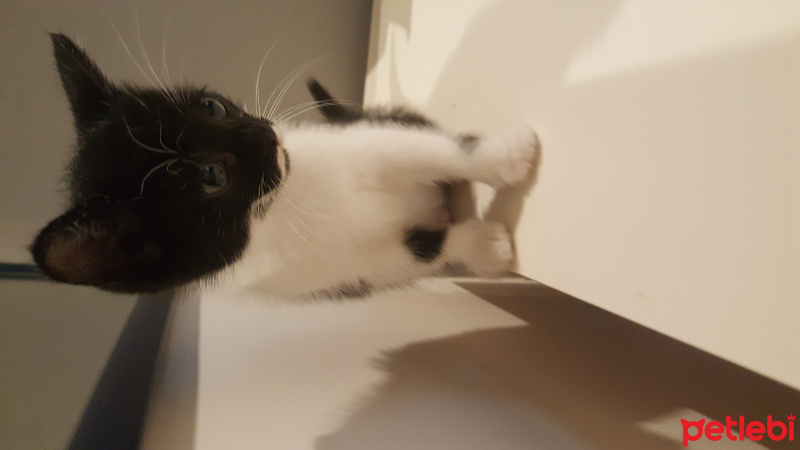Tekir Kedi, Kedi  Alvin fotoğrafı