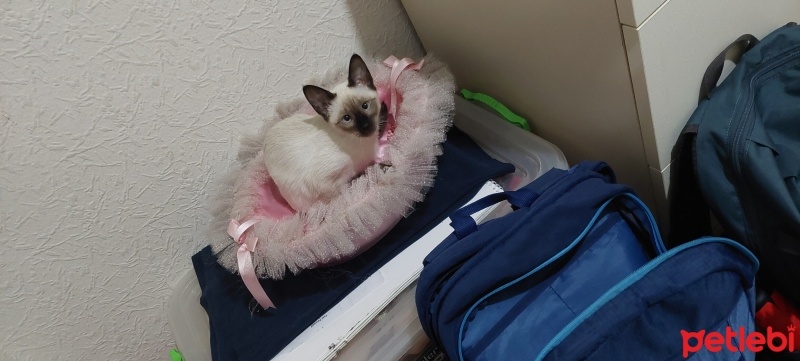Siyam Kedisi, Kedi  LATTE fotoğrafı