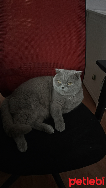 Scottish Fold, Kedi  Gece fotoğrafı