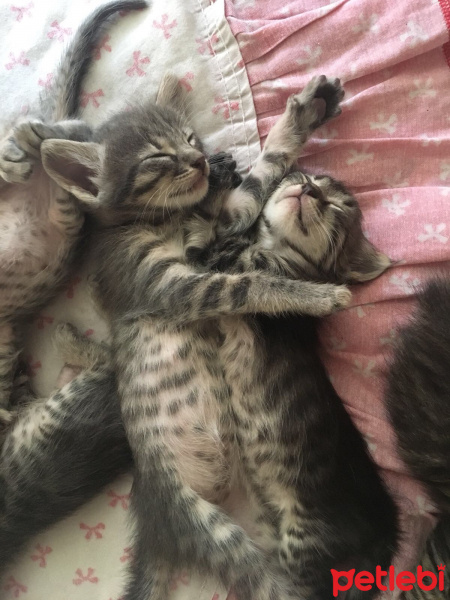British Shorthair, Kedi  Mia fotoğrafı
