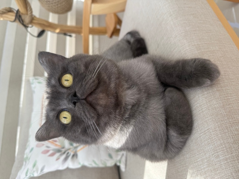 Brazilian Shorthair, Kedi  Tom fotoğrafı