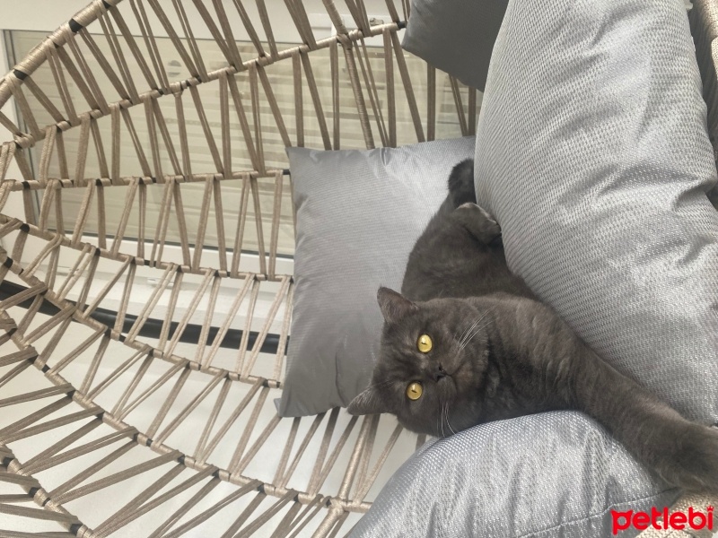 Brazilian Shorthair, Kedi  Tom fotoğrafı