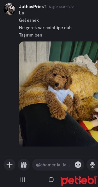 Poodle(Standart Kaniş), Köpek  Puding fotoğrafı