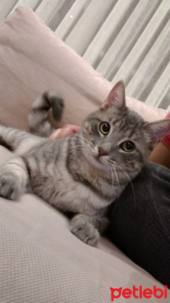Tekir Kedi, Kedi  Bido fotoğrafı
