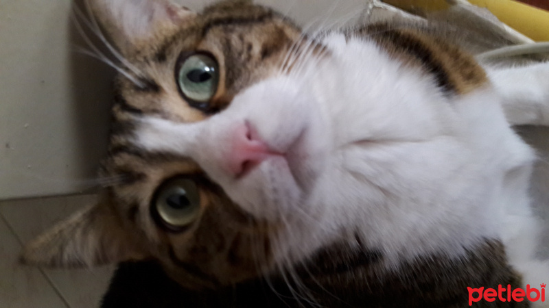 Tekir Kedi, Kedi  Zeynep fotoğrafı