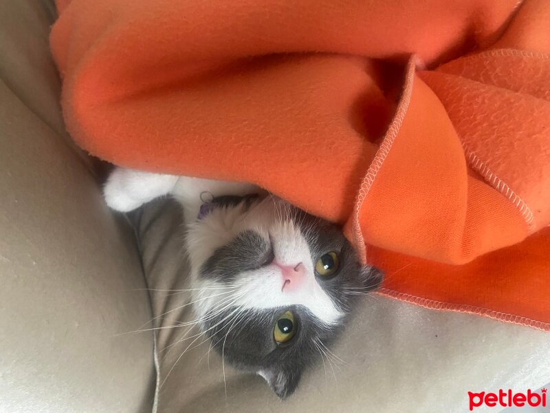 Scottish Fold, Kedi  mia fotoğrafı