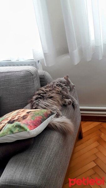 British Longhair, Kedi  Mia fotoğrafı